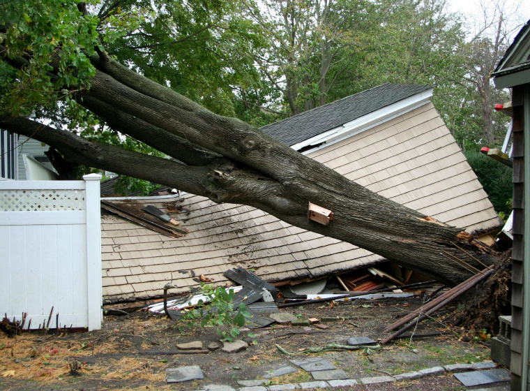 tree fell into a house